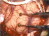 1001.jpg (42646 byte)