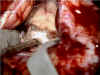 pav1001.jpg (62495 byte)
