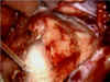 pav2002.jpg (65089 byte)